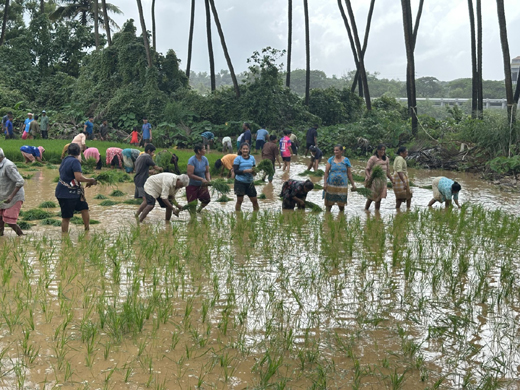Paddy transplantation